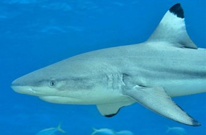 NC Blacktip Shark Fishing Charters