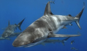 NC Dusky Shark Fishing Charters