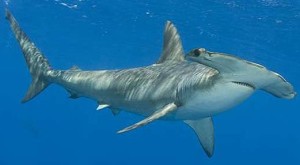 NC Hammerhead  Shark Fishing Charters