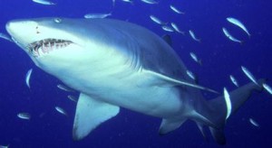NC Sand Shark Fishing Charters