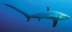 NC Thresher Shark Fishing Charters