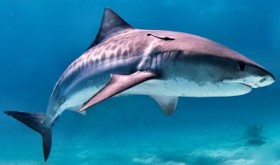 NC Tiger Shark Fishing Charters